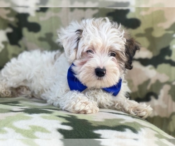 Medium Photo #12 Maltipoo Puppy For Sale in LAKELAND, FL, USA