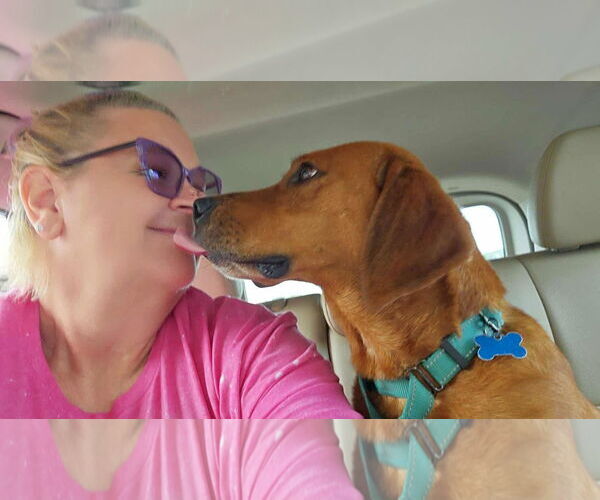 Medium Photo #11 Golden Retriever-Unknown Mix Puppy For Sale in Rustburg, VA, USA