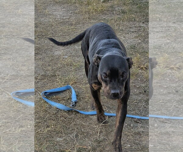Medium Photo #2 American Staffordshire Terrier-Unknown Mix Puppy For Sale in Orange Grove, TX, USA