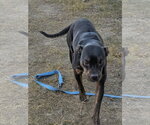 Small #1 American Staffordshire Terrier Mix