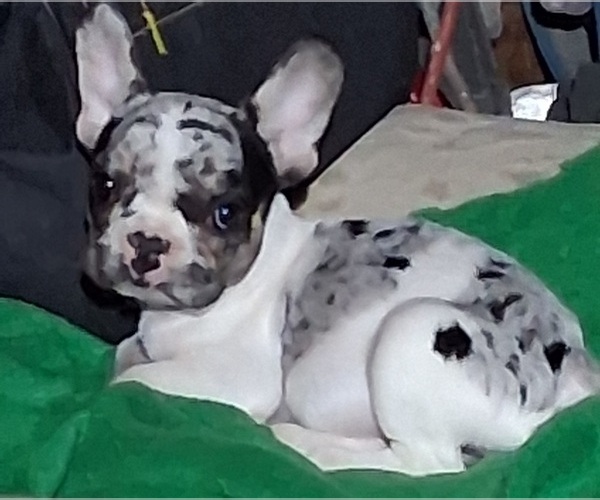 Medium Photo #1 French Bulldog Puppy For Sale in TIGERTON, WI, USA