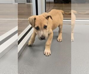 Siberian Husky-Unknown Mix Dogs for adoption in Hilton Head, SC, USA