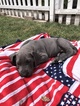 Small Photo #2 Great Dane Puppy For Sale in LIVERMORE, CA, USA