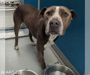 American Bulldog-Unknown Mix Dogs for adoption in Oklahoma City, OK, USA