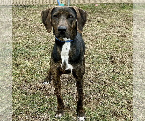 Medium Photo #3 Beagle-Plott Hound Mix Puppy For Sale in Batavia, OH, USA