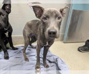 Mutt Dogs for adoption in Las Vegas, NV, USA