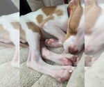 Small #2 American Pit Bull Terrier Mix