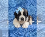 Small Photo #4 Saint Bernard Puppy For Sale in AIRVILLE, PA, USA