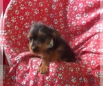 Small #4 Yorkshire Terrier