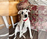 Small Labrador Retriever Mix