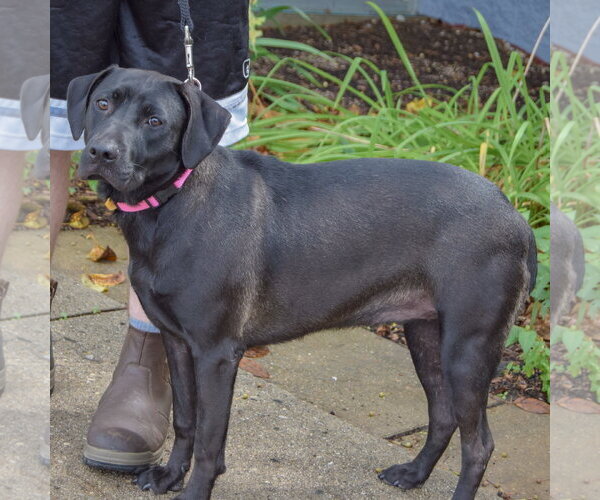 Medium Photo #2 American Staffordshire Terrier-Unknown Mix Puppy For Sale in Huntley, IL, USA