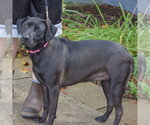Small #1 American Staffordshire Terrier Mix