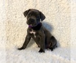Small Photo #14 Cane Corso Puppy For Sale in HESPERIA, CA, USA