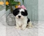 Small Photo #1 ShihPoo Puppy For Sale in FRANKLIN, IN, USA