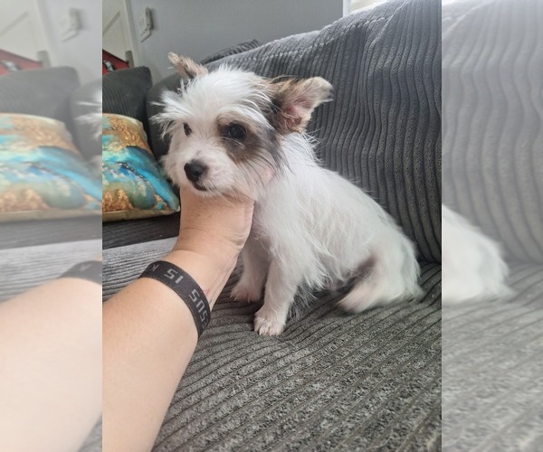 Medium Photo #1 Yorkshire Terrier Puppy For Sale in PALM BAY, FL, USA