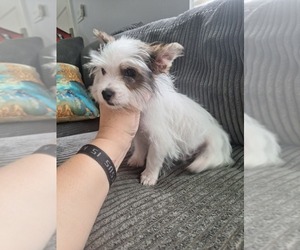 Yorkshire Terrier Puppy for sale in PALM BAY, FL, USA