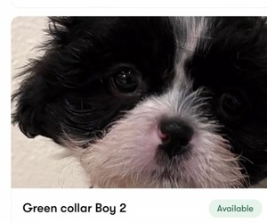 Shih Tzu Puppy for sale in TAMPA, FL, USA