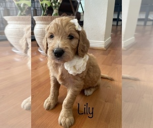 Goldendoodle Dog for Adoption in HOUSTON, Texas USA