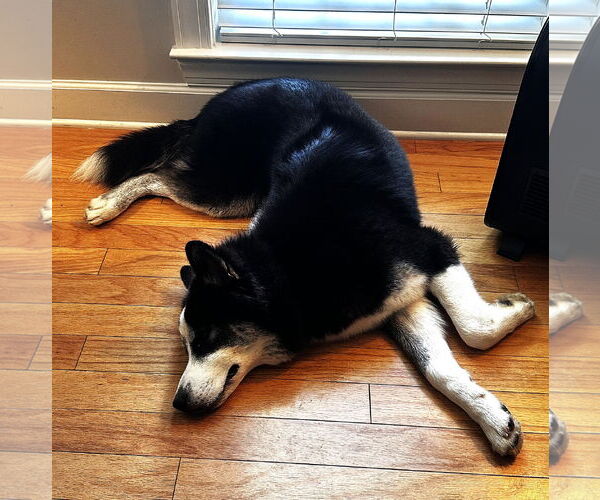 Medium Photo #2 Siberian Husky Puppy For Sale in McDonough, GA, USA