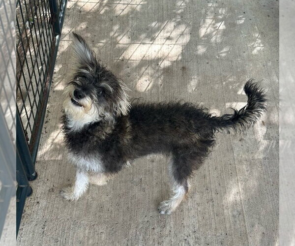 Medium Photo #1 Mutt Puppy For Sale in Oak Bluffs, MA, USA