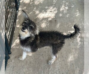 Mutt Dogs for adoption in Oak Bluffs, MA, USA