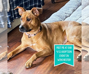 Mutt Dogs for adoption in Boston, MA, USA