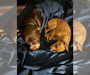 BUSTER - Male Chiweenie Dog for Adoption - Photo #6