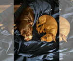 Small Photo #6 Chiweenie Puppy For Sale in Chandler, AZ, USA