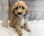Small Photo #3 Goldendoodle (Miniature) Puppy For Sale in RICHMOND, IL, USA