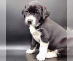 Small Photo #1 Australian Shepherd-Lab-Pointer Mix Puppy For Sale in MILLVILLE, MN, USA