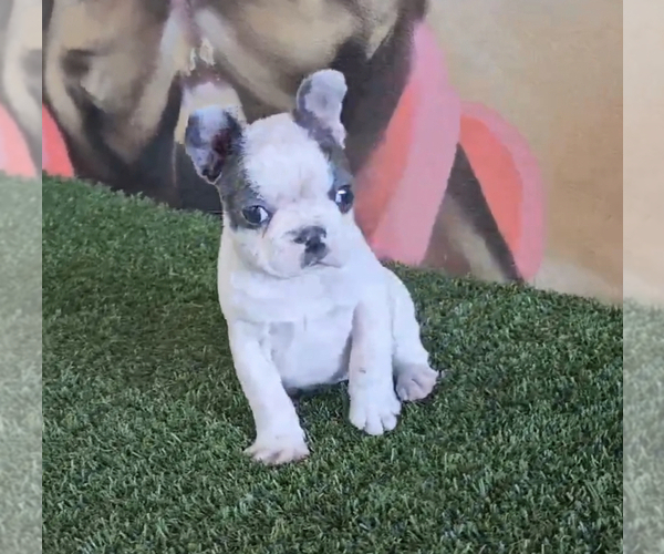 Medium Photo #6 French Bulldog Puppy For Sale in LOS ALTOS, CA, USA