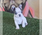Small Photo #6 French Bulldog Puppy For Sale in LOS ALTOS, CA, USA