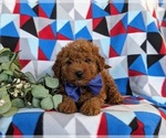 Small Photo #5 Goldendoodle (Miniature) Puppy For Sale in LINCOLN UNIVERSITY, PA, USA