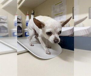 Chihuahua Dogs for adoption in Fremont, CA, USA
