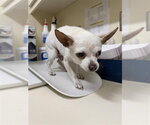 Small Chihuahua