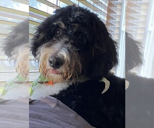 Bernedoodle Puppy for sale in BELLEFONTAINE, OH, USA
