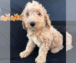 Goldendoodle-Poodle (Standard) Mix Puppy for sale in NARVON, PA, USA