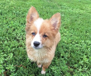 Corgi-Aussie Puppy for sale in FAIRVIEW, SD, USA