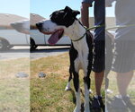 Small Photo #3 Great Dane Puppy For Sale in Bullard, TX, USA