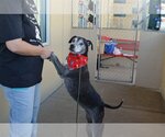 Small Photo #1 Labrador Retriever-Unknown Mix Puppy For Sale in McKinney, TX, USA
