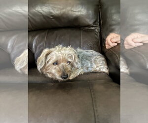 Dachshund-Unknown Mix Dogs for adoption in Middlesex, NC, USA