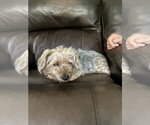 Small Dachshund Mix