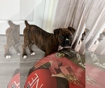 Small Photo #2 Boxer Puppy For Sale in PARAGON, IN, USA