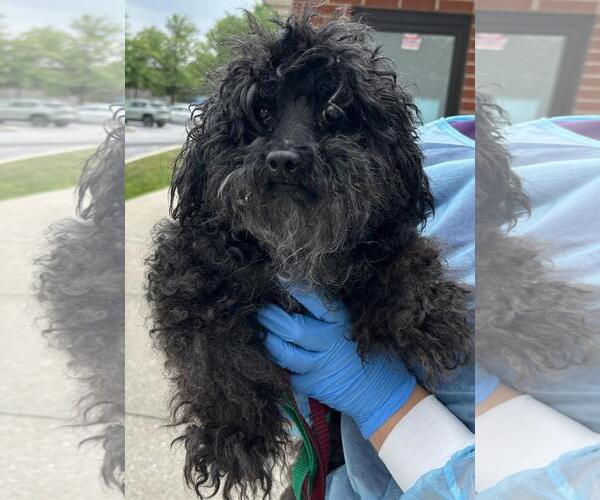 Medium Photo #3 Poodle (Miniature)-Unknown Mix Puppy For Sale in Westminster, MD, USA