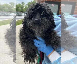 Melon - Female Poodle (Miniature)-Unknown Mix Dog for Adoption - Photo #3