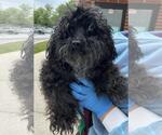 Small #2 Poodle (Miniature) Mix