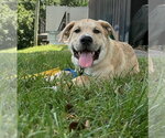 Small #1 American Pit Bull Terrier-Golden Retriever Mix