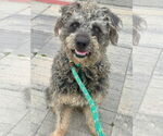 Small #6 Poodle (Standard) Mix