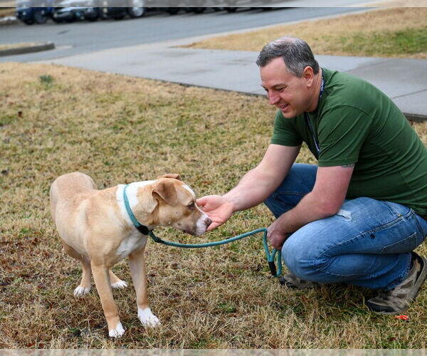 Medium Photo #15 Mutt Puppy For Sale in Glen Allen, VA, USA