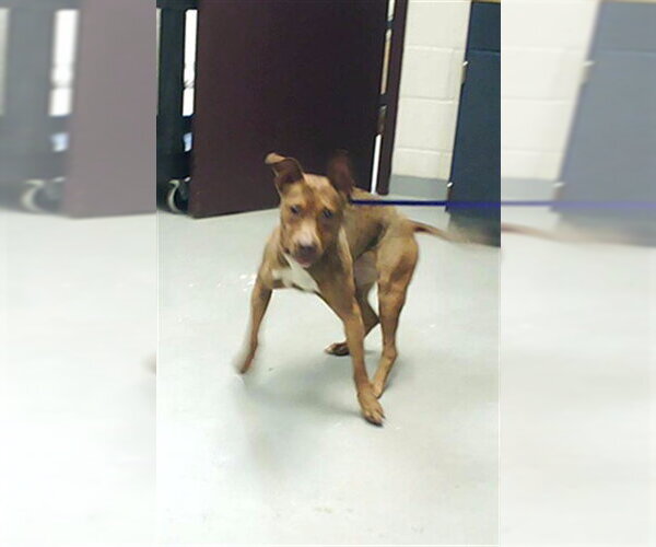 Medium Photo #1 Mutt Puppy For Sale in Fayetteville, NC, USA